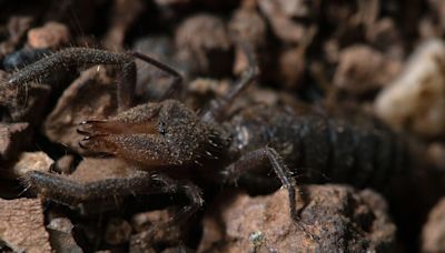 Descubren una nueva especie de araña camello en Andalucía