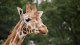 Dallas Zoo Euthanizes Giraffe After He Dislocated His Jaw: 'Ferrell Will Be Dearly Missed'