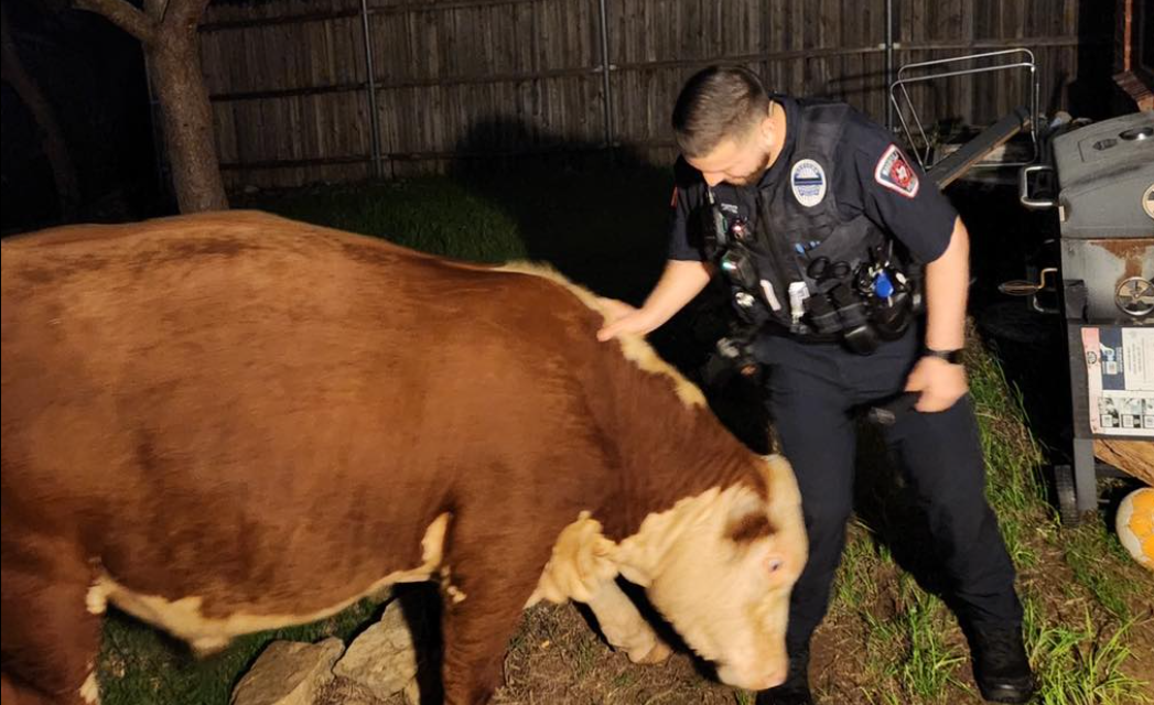 Bull breaks into Texas home searching for bananas, report says