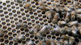 Startups investem em proteção às abelhas