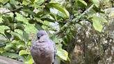 杉林溪鳥兒駐園 無懼遊客擺出標準身影讓你拍個夠