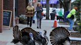 Wild turkeys causing problems in your Cape Cod yard? Here's what to do.