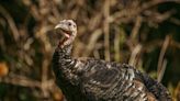 A Crazed Wild Turkey Is Tormenting DC Trail-Goers