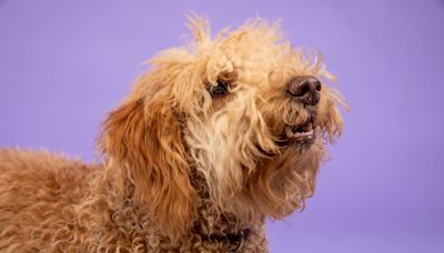 Star-Wars Loving Goldendoodle 'Reuniting With His Biological Father' at Disneyland Is Pure Magic