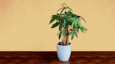 Everything You Need to Know About Taking Care of a Money Tree