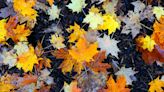Enjoy fall colors and support the local 4-H program