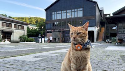 Houtong: el pueblo de Taiwán con pasado minero que atrae a viajeros de todo el mundo por sus gatos