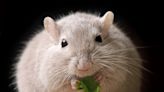 High-fat diet linked to anxiety, depression and Alzheimer's in mice