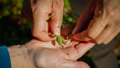 Gardening expert warns 'collect one item from your garden this September'