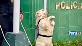 Ceremonia de despedida para ‘Baby’ y ‘Rey’, perritos que pasan al retiro de la PNP (FOTOS)