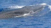 Let’s protect the Gulf of Mexico Rice’s whale now