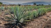 The World’s 29 Best Mezcals—According To The San Francisco World Spirits Competition