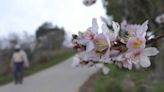 Las flores no saben cuándo florecer