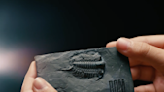 全球僅 5 張、鑲嵌 4.5 億年三葉蟲化石的「ROM Immortal 不朽會員卡」