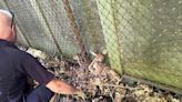 Fairfield emergency officials save fawns trapped behind fence