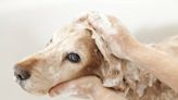 Rescue Doodle's Dramatic Reaction to Taking a Bath Is Oscar-Worthy