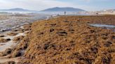 Investigadores gallegos detectan un alga invasora en las rías de A Coruña y Vigo