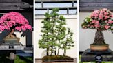 Bonsai garden trees at U-M’s Matthaei Botanical Gardens range up to 800 years old