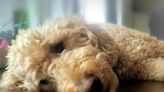 Dog Groomer Arrested for Allegedly Killing Goldendoodle