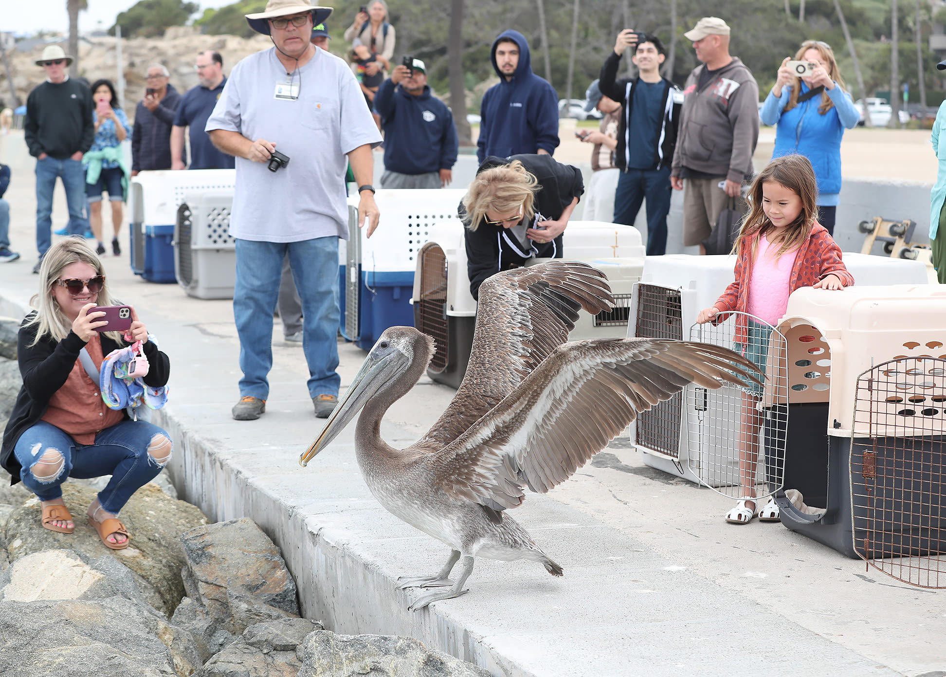 10 down, 100 to go — brown pelicans released in Newport Beach after mass starvation