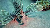 Participants win thousands in prizes for catching destructive lionfish in world's largest tournament: 'Extremely proud'