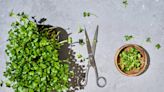 How to Grow Microgreens, Nutrient-Dense Vegetables and Herbs That Add Major Crunch to Your Meals