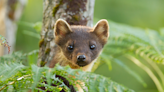 South West pine marten project gets more funding