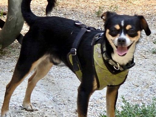 'Bear sighting' in Pioneer Park turns out to be sighting of lost dog 'Little Bear'