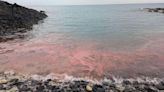 澎湖出現「粉紅海」奇景！２處珊瑚產卵大爆發，遊客驚呼好美