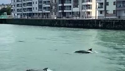 Onlookers left stunned as dolphins are seen swimming past Welsh town