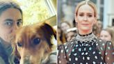 Sarah Paulson Begs for Help After Friend's Dog Allegedly Stolen by Rover Sitter