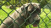 Locals, Little Rock Animal Village staff looking to find path forward for Neapolitan mastiff Eleanor