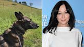 All About Shannen Doherty’s Dog Bowie, Who She Said Sensed Her Cancer Before She Was Diagnosed