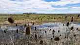 Federal government awarding grants to improve wetlands