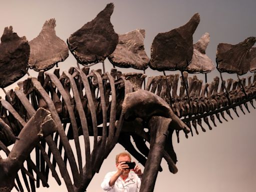 Stegosaurus skeleton to fetch millions at New York auction