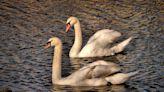 El misterio de los cisnes desaparecidos en Valladolid tras una tormenta: la investigación no descarta un robo