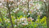 Woodland garden ideas – simple ways to create a serene, shaded spot