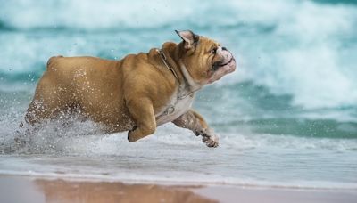 Think twice about bringing dogs to Virginia Beach Oceanfront beaches during the summer. Here's why.