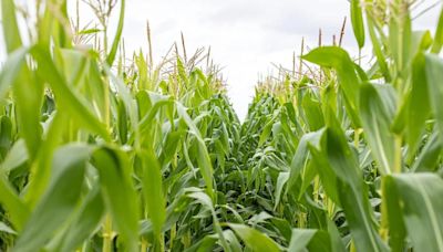 El futuro del agro en la Expo Rural: el impacto del Salón AgTech