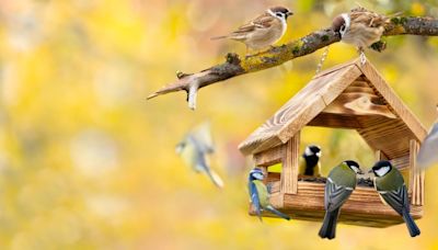 Attirez les beaux oiseaux qui chantent et les écureuils au jardin grâce à cette maisonnette Lidl à 7,99 €