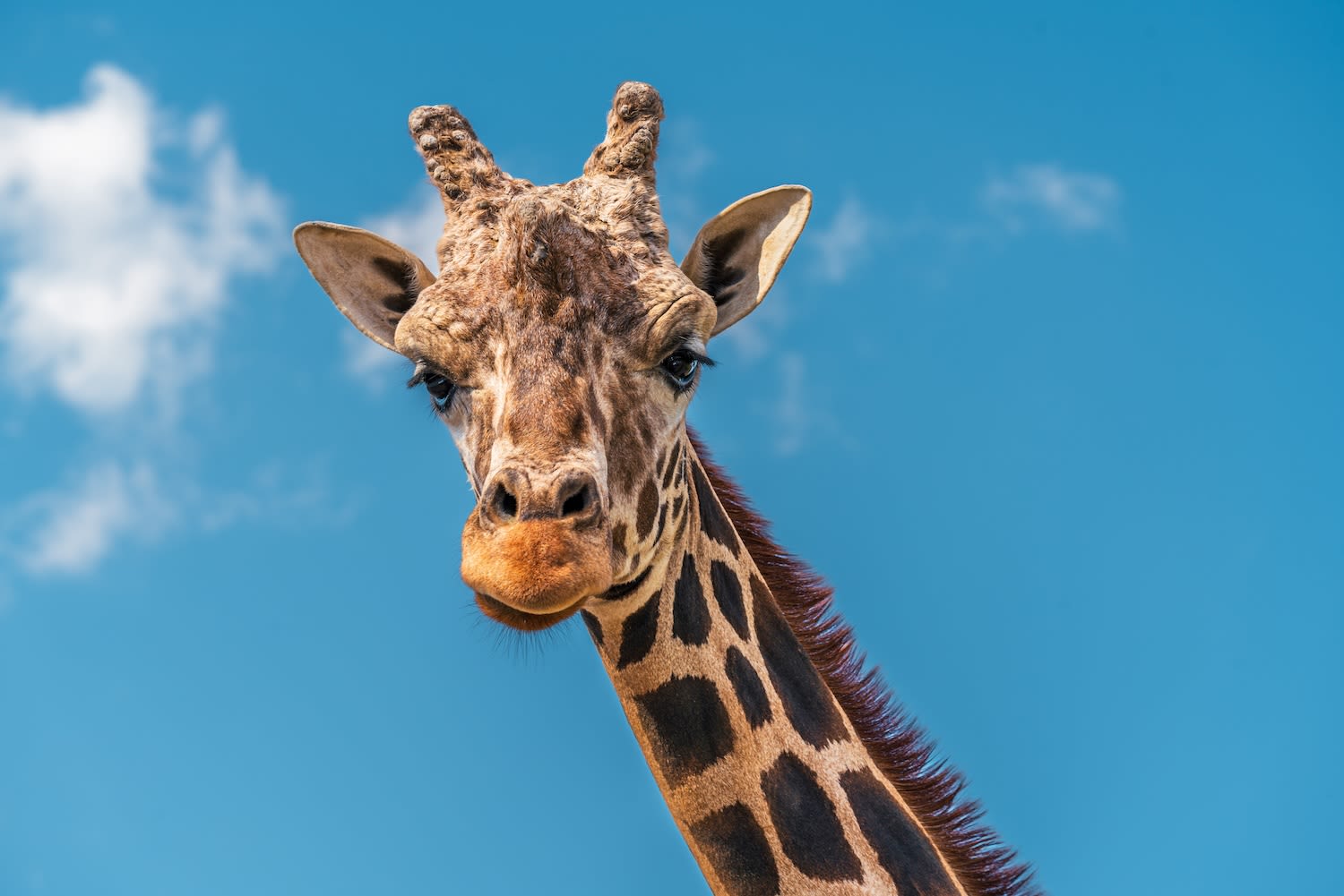 Giraffe plucks a 2-year-old toddler out of a pickup truck at Texas wildlife park — then puts her back! (video)