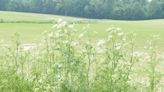 Poison hemlock common in Michigan — and dangerous: What to know about symptoms, treatment