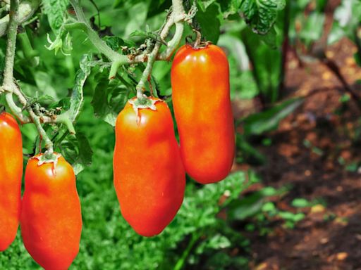 How Much Sun Do Tomatoes Need? An Expert Shares the Answer