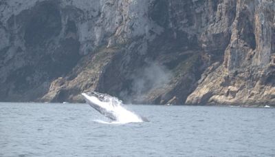 Los espectaculares saltos de las ballenas en la costa de Dénia y Xàbia (imágenes)