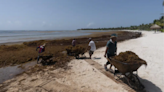 Behind massive seaweed belt headed for some Florida beaches