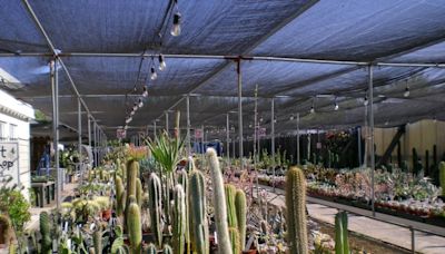 Poot’s Cactus Nursery celebra 30 años cultivando cactus en el Valle Central