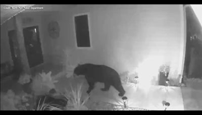 Video: Florida black bear caught on camera approaching North Port home