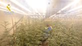 La Guardia Civil desmantela en Favara (Valencia) más de 2.000 plantas de marihuana y detiene a tres personas