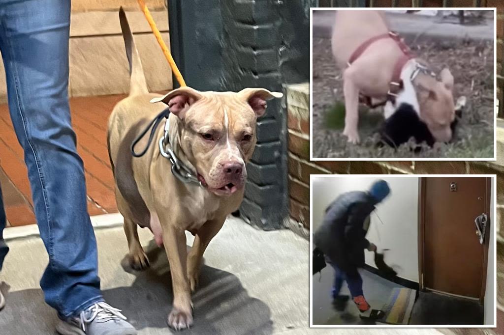 Sicko who trained vicious NYC pit bull using cats as bait charged with animal torture: cops