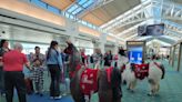 Therapy llamas patrol Portland airport to relieve passenger stress